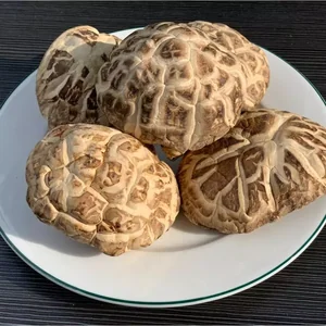 Nấm đông cô